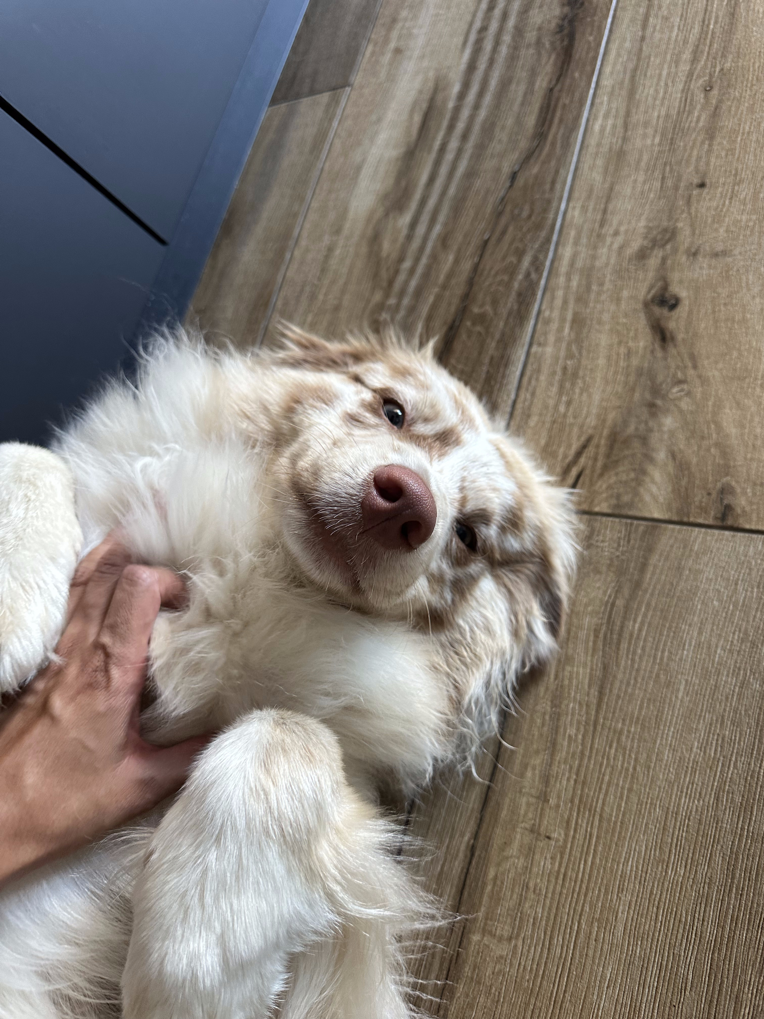 Alya, chien gardé par The Woof Party à Bruz