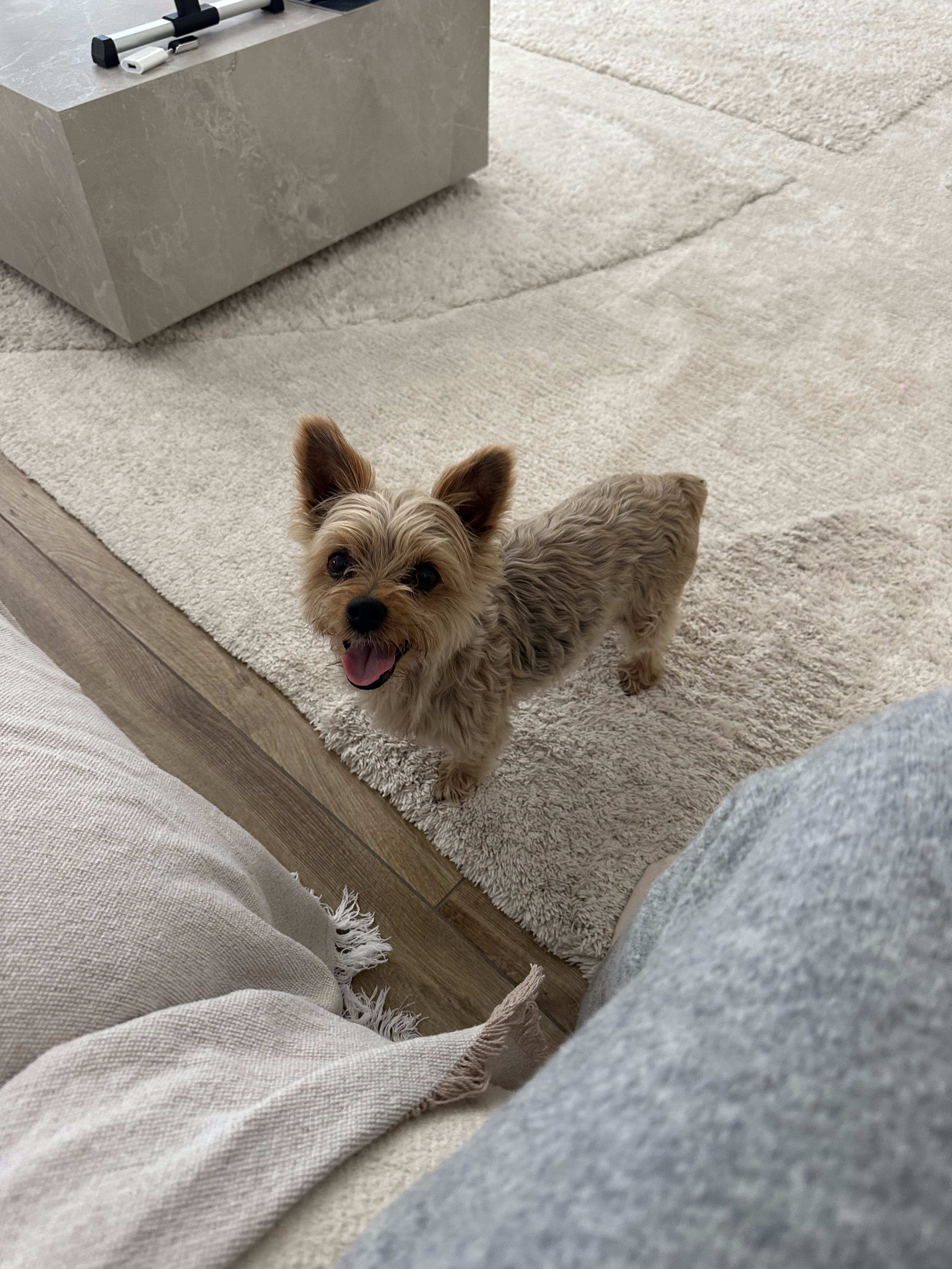 Honey, chien gardé par The Woof Party à Bruz