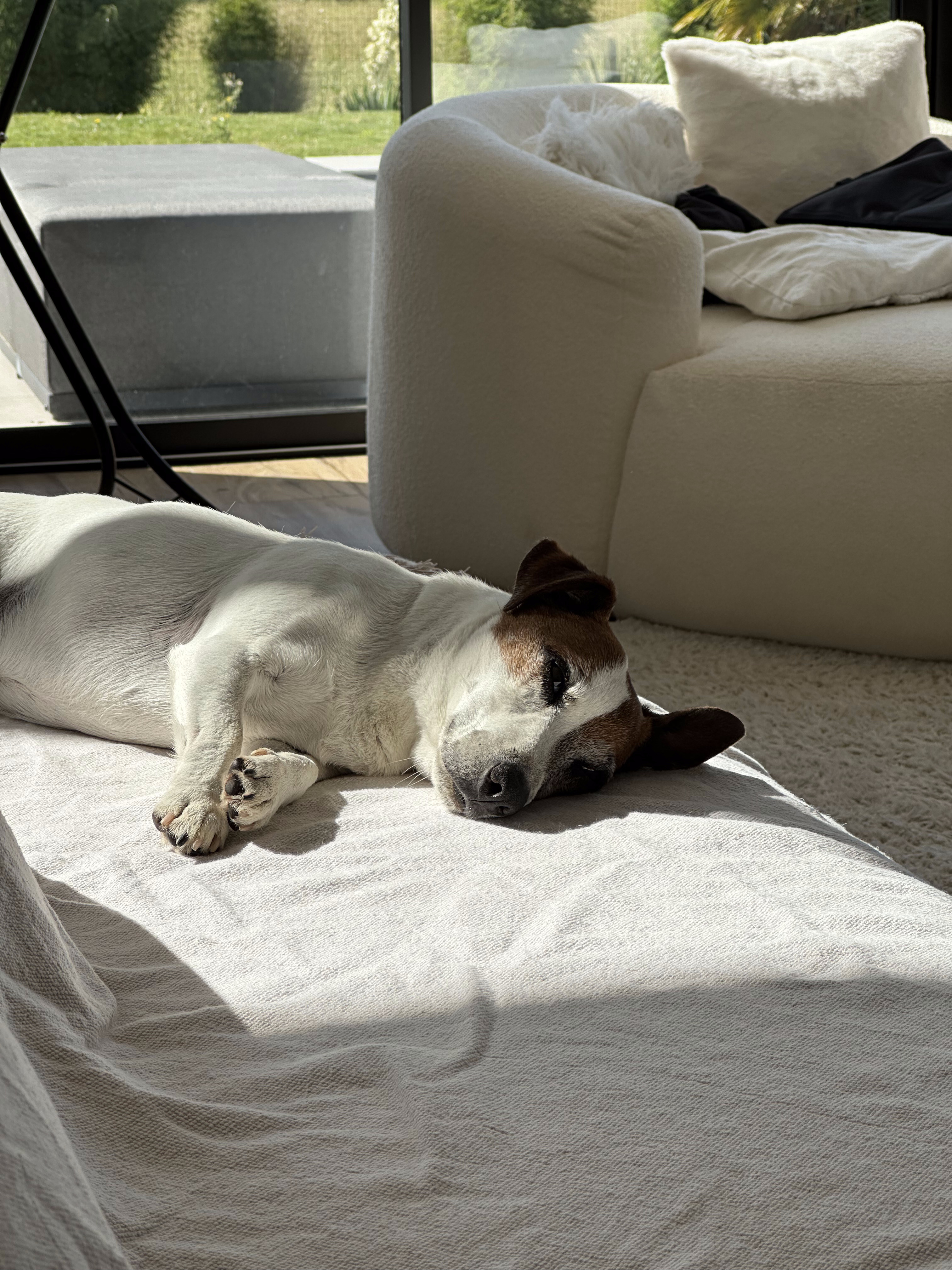 Milo, chien gardé par The Woof Party à Bruz