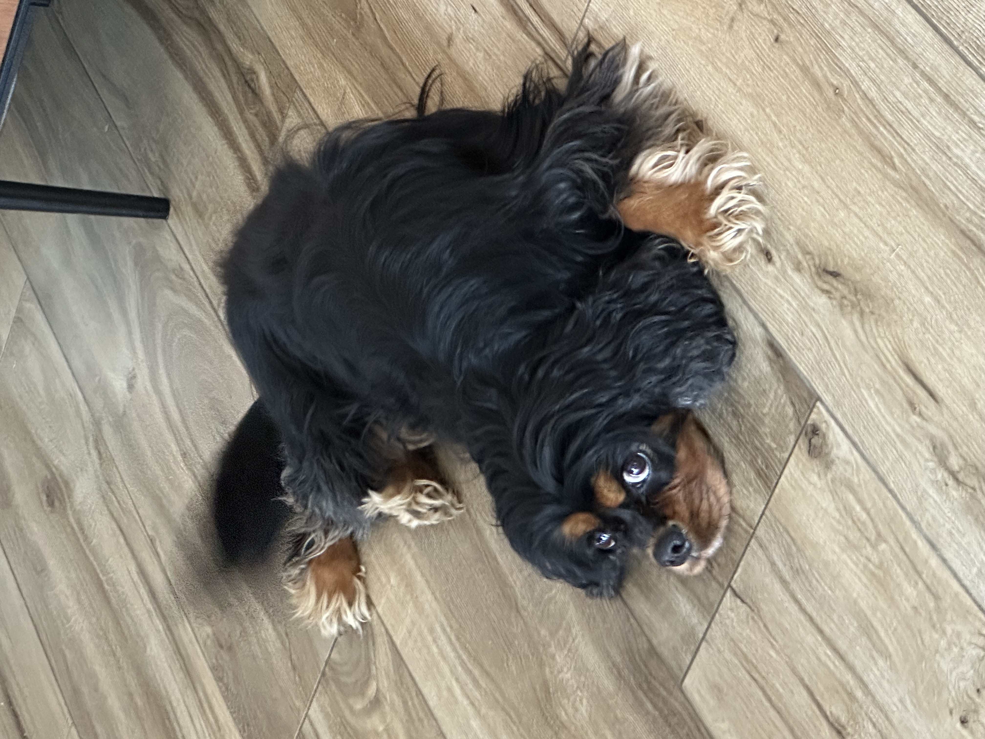 Ozzy, chien gardé par The Woof Party à Bruz
